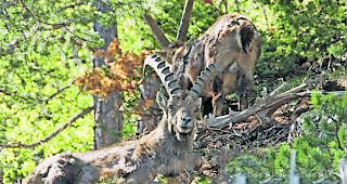 Gesch&uuml;tzt. Steinb&ouml;cke stehen unter strengem Schutz und k&ouml;nnen nur in bestimmten F&auml;llen abgeschossen werden.  