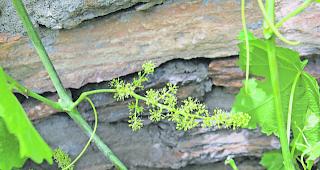 Traubenbl&uuml;te. Die Gescheine der Reben haben k&uuml;rzlich mit der Bl&uuml;te begonnen. Jetzt sind sie f&uuml;r Pilzkrankheiten besonders anf&auml;llig, gerade in feuchtwarmem Wetter. 