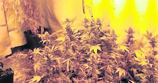 Indoor-Anlage. Vier Jahre lang z&uuml;chtete ein Deutschschweizer in seiner Mietwohnung in Blatten Hanf. Erst 2017 flog die Anlage infolge eines Wasserschadens auf. 