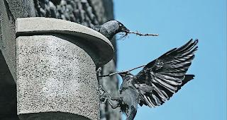Fleissig. Dohlen beim nicht ganz einfachen Versuch, kleine Stecken in einen Nistkasten an der Napoleonsbr&uuml;cke zu bringen.  