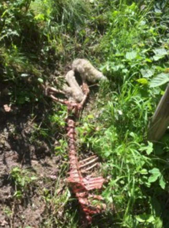 Von einem gerissenen Mutterschaf liess der Wolf nicht viel mehr als Knochen übrig.