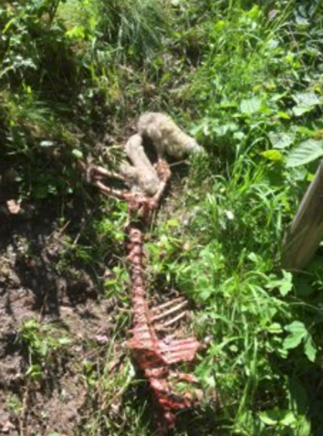 Von einem gerissenen Mutterschaf liess der Wolf nicht viel mehr als Knochen übrig. 