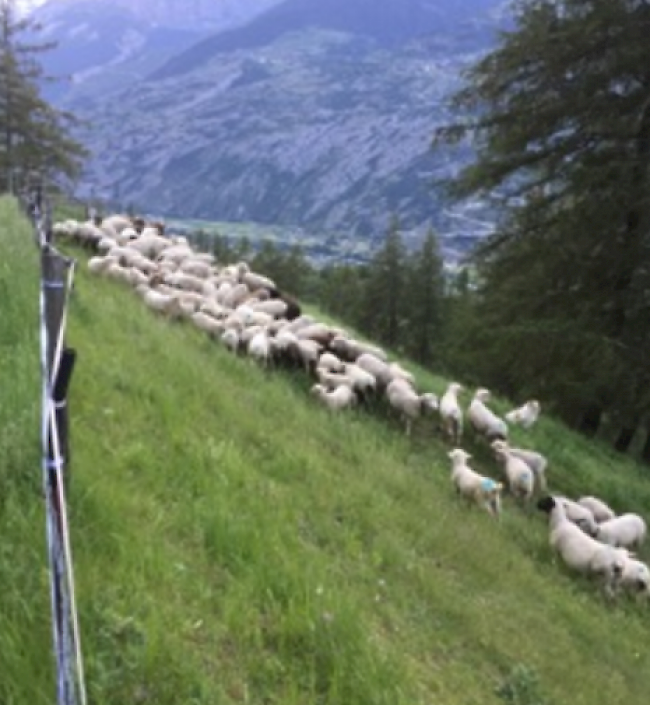 In dieser Weide oberhalb Ergisch tötete der Wolf in der vergangenen Woche vier Schafe. 