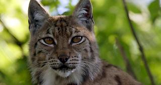 Nicht nur der Wolf sondern auch Luchs und Biber sollen k&uuml;nftig einfacher abgeschossen werden k&ouml;nnen. 


