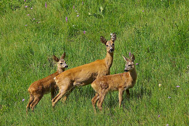 Setzzeit überstanden. Rehgeiss mit ihren zwei halbwüchsigen Kitzen im Sommer.