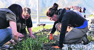 Standortgerecht. Einheimische Pflanzen zieren nun das Dorf. 
