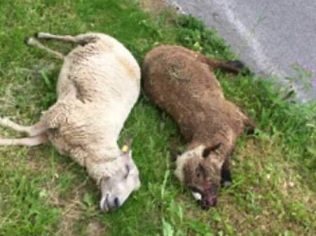 Wenig erfreulicher Anblick der getöteten Schafe vom Freitag in Ergisch.