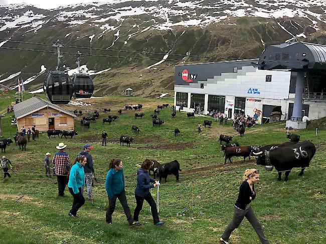 Zuschauer und Züchter konnten am Samstag auf der Belalp zahlreichen Kämpfen beiwohnen.
