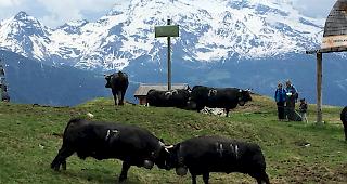 Bsetztag auf der Belalp. 