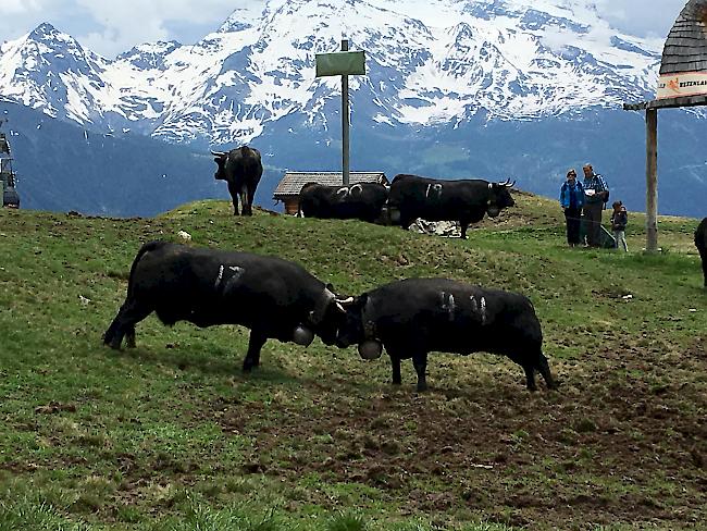 Bsetztag auf der Belalp.