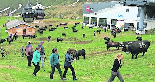 Auf zum Kampf. Am Samstag auf der Belalp: Das &laquo;St&auml;chf&auml;scht&raquo; lockte. 