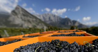 Rechtsstreit. Die Winzer-Br&uuml;der Mathier und der Weinh&auml;ndler Pinho trugen ihre Querelen &ouml;ffentlich aus.