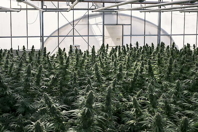 Cannabisprodukte mit einem THC-Gehalt von unter einem Prozent sind nicht dem Betäubungsmittelgesetz unterstellt.