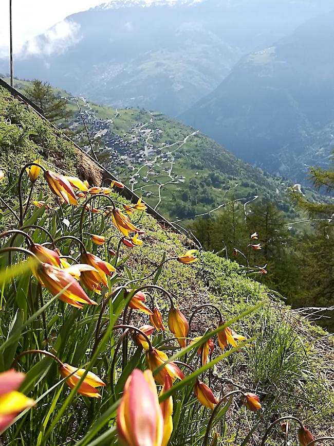 Seltenheit. Auf den Bergwiesen rund um Törbel ist die wilde Blume stellenweise noch anzutreffen.