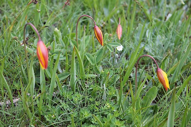 Wärmeliebend. Die rot-gelbe Wildtulpe öffnet ihre Blüten nur bei Sonnenschein.