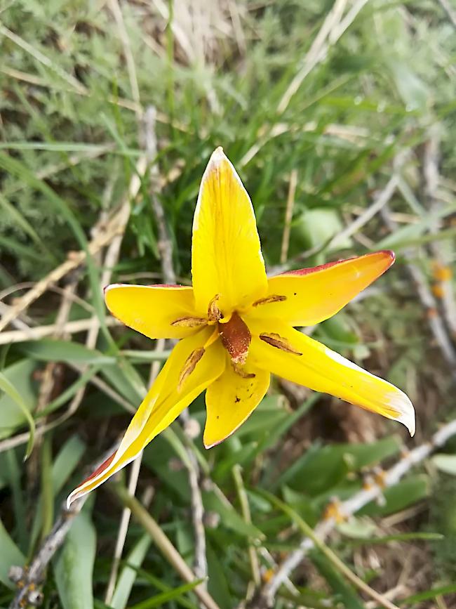 Leuchtend gelb. Die Tulpia sylvestris australis in voller Blüte.