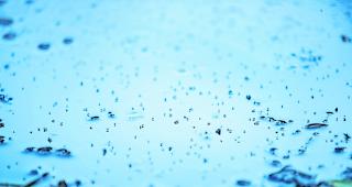 Beliebtes Aufzuchtgebiet. Mit Fliegen besiedelte G&uuml;lle des Misthofs beim Klosterbetrieb in Brig: Die Tierchen legen ihre Eier in faulenden Stoffen und Exkrementen ab. 