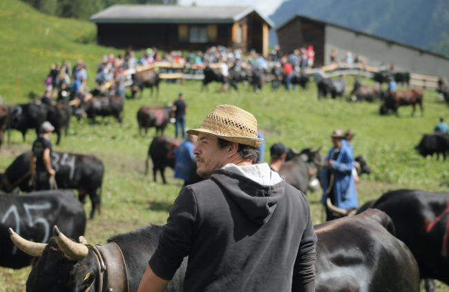 Impressionen vom Stechfest auf der Alpe Rotigen im Turtmanntal vom Samstag.