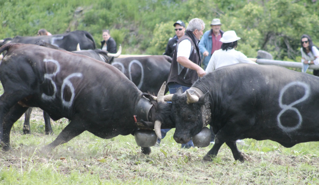 Impressionen vom Stechfest auf der Alpe Rotigen im Turtmanntal vom Samstag.