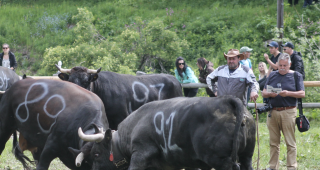 Impressionen vom Stechfest auf der Alpe Rotigen im Turtmanntal vom Samstag.