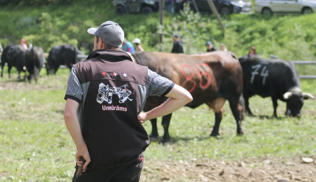 Impressionen vom Stechfest auf der Alpe Rotigen im Turtmanntal vom Samstag.