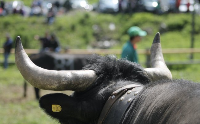 Impressionen vom Stechfest auf der Alpe Rotigen im Turtmanntal vom Samstag.