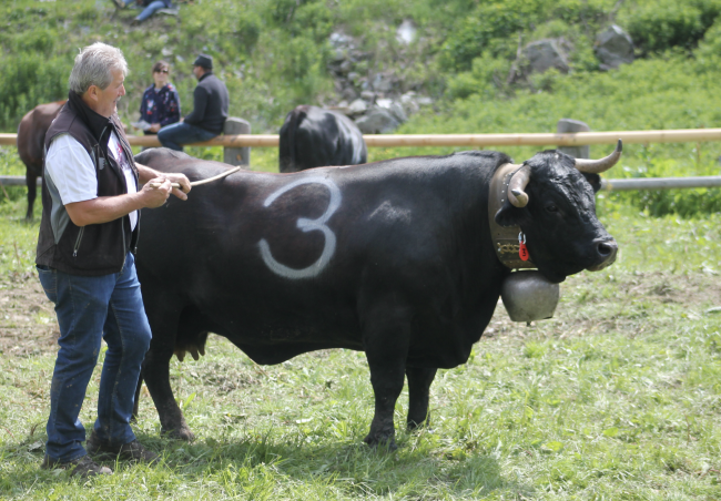 Impressionen vom Stechfest auf der Alpe Rotigen im Turtmanntal vom Samstag.