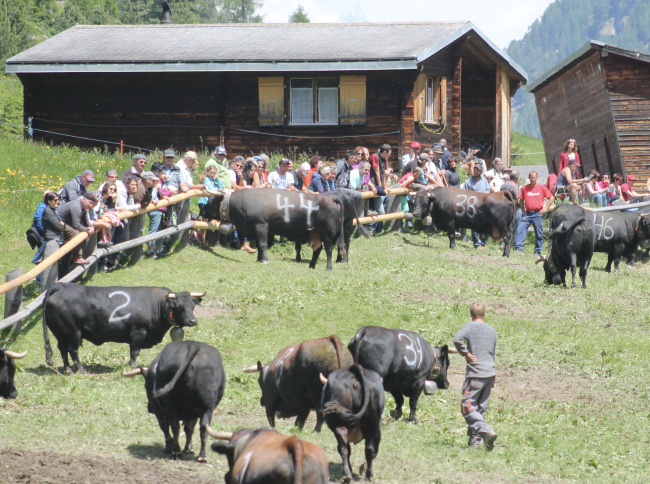 Impressionen vom Stechfest auf der Alpe Rotigen im Turtmanntal vom Samstag.