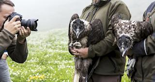 Am Sonntag wurden die beiden Bartgeier  Finja und Fredueli im Wildtierschutzgebiet Huetstock bei Melchsee-Frutt ausgewildert. 