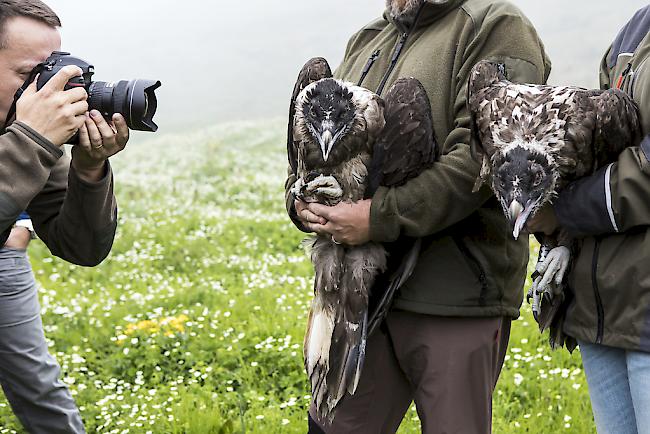 Am Sonntag wurden die beiden Bartgeier Finja und Fredueli im Wildtierschutzgebiet Huetstock bei Melchsee-Frutt ausgewildert.