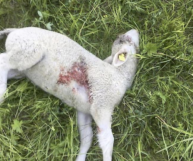 Gerissenes Lamm. Ein Wolf hat in Ergisch erneut Tiere gerissen.