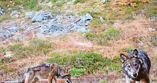 In Obermatten sind am Samstag zwei Weisse Alpenschafe vom Wolf get&ouml;tet worden. 