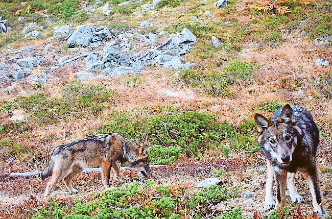 In Obermatten sind am Samstag zwei Weisse Alpenschafe vom Wolf getötet worden. 