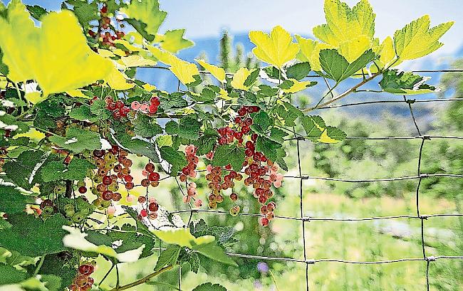 Fruchtig-süss. Rankende Johannisbeeren kurz vor der Ernte.