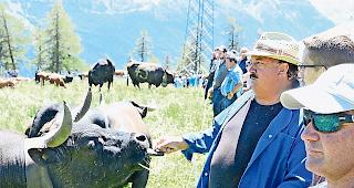 Kleine St&auml;rkung. Eine Eringerkuh erh&auml;lt ein &laquo;Leckerli&raquo;.