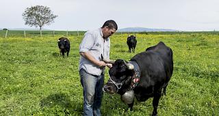 Eringerhalter Perroud mit &laquo;Fr&eacute;gate&raquo;, welche im Jahr 2014 sowie 2015 in Aproz den K&ouml;niginnen-Titel holte.&nbsp;