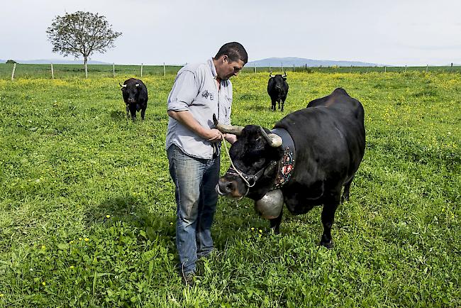 Eringerhalter Perroud mit «Frégate», welche im Jahr 2014 sowie 2015 in Aproz den Königinnen-Titel holte. 