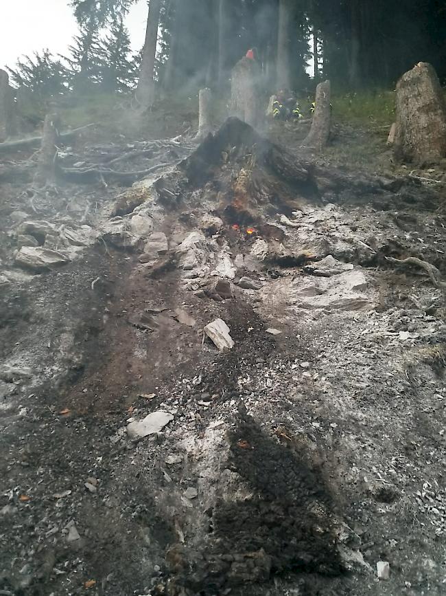 Der vom Feuer zerstörte Baumstock. 