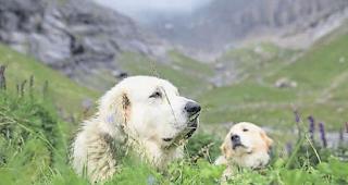 Auf der Hut. Herdenschutzzunde sollten so ausgebildet sein, dass sie sich Menschen gegen&uuml;ber nicht aggressiv verhalten.