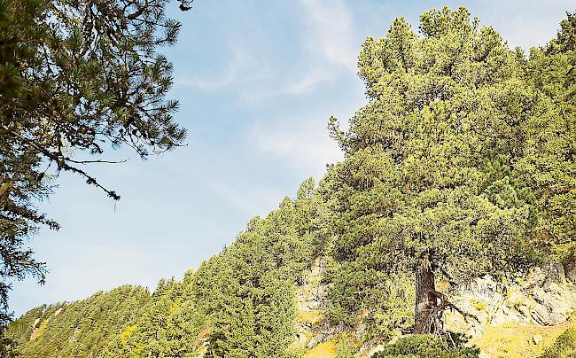 Die «Majestät» (geschätzt 480 Jahre alt) ist einer von 29 Bäumen, für die Forst Aletsch Paten sucht.