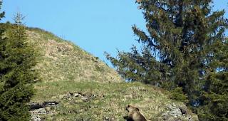 Bereits im Fr&uuml;hling ist ein B&auml;r im Kanton Uri gesichtet worden.