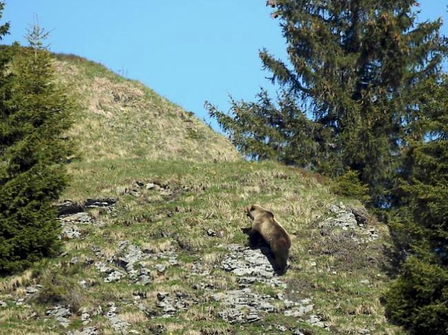Meister Petz. Im Grenzgebiet Graubündens schweifen seit Juni mehrere Bären umher. (Symbolbild)