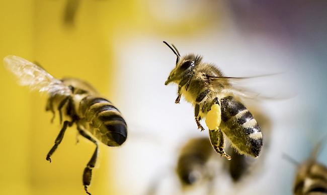 Frankreich nimmt beim Bienenschutz eine Vorreiterrolle ein.