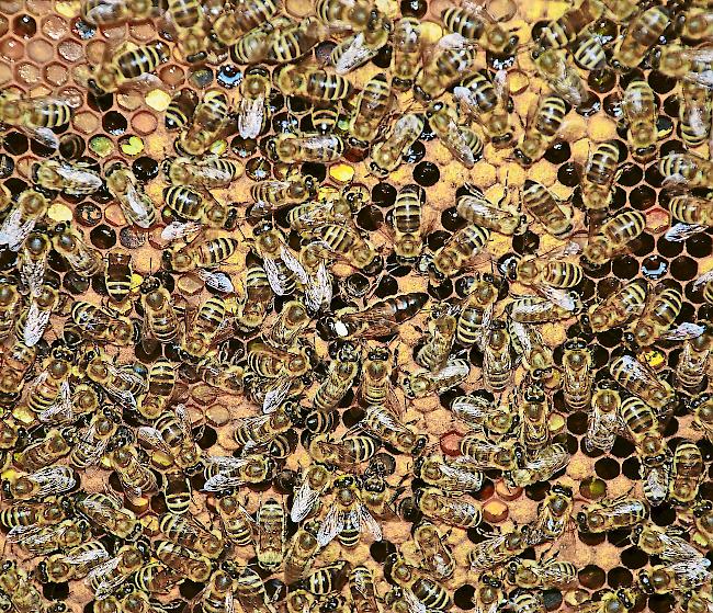Lebendig. Die Bienenvölker erfreuen sich guter Gesundheit.Foto Archiv WB