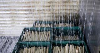 Die Schweizer Gem&uuml;seproduzenten sind zufrieden mit der diesj&auml;hrigen Spargelernte.&nbsp;