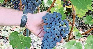 Premiere. Diesen Herbst gelangt das neue Ernte-Kontrollsystem &laquo;e-Vendange&raquo; erstmals im ganzen Kanton zur Anwendung.Foto wb