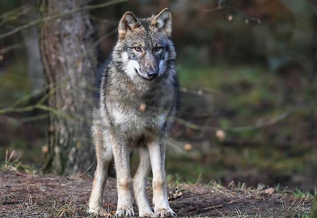 Die Wildhut hat in der Bündner Herrschaft einen kranken Jungwolf erlegt. 