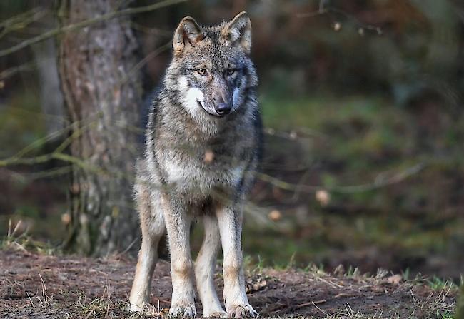 Man nimmt an, dass die Herde von einem einzigen Raubtier angegriffen wurde.