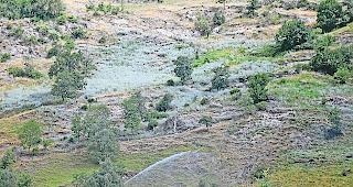 Bei Lalden breitet sich das blau-gr&uuml;ne Wermutkraut sehr stark aus.