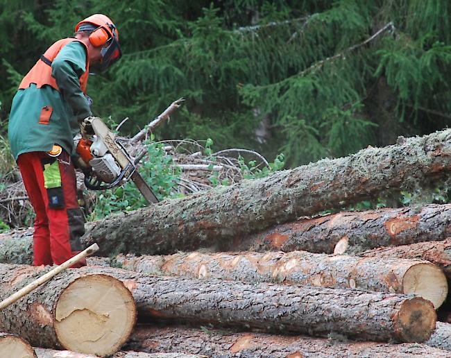 Anstieg. Die Schweizer Holzernte konnte im 2017 gegenüber dem Vorjahr um fünf Prozent zulegen. Dennoch bleibt der finanzielle Spielraum für die Forstbetriebe gering.
